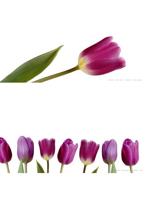 Tulpen Lichthüllen 4er-Set lila