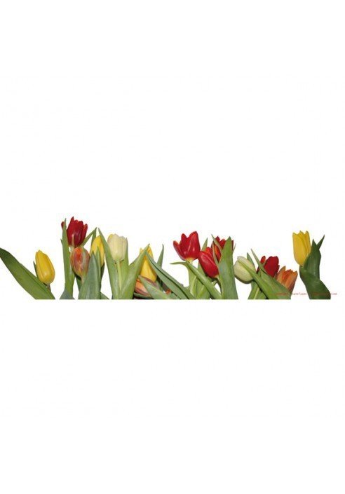 Tulpen Lichthüllen 4er-Set bunt
