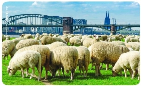 Köln Frühstücksbrettchen Schafe